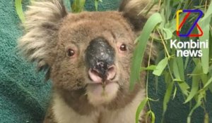 Comment une asso vient en aide aux koalas victimes des incendies en Australie