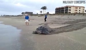 Il filme ce qui semble être la plus grande tortue du monde