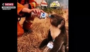 Incendies en Australie : Des cagnottes en ligne, soutenues par de nombreuses personnalités, ont permis de récolter des millions d’euros pour sauver les koalas