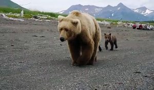 Des touristes se retrouvent face à une famille d'ours