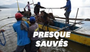 Aux Philippines, des habitants ont risqué leur vie pour sauver des chevaux