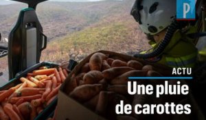 Australie : des carottes jetées depuis un hélicoptère pour nourrir les animaux