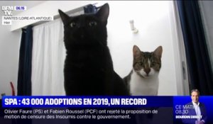 Près de 43.000 adoptions en 2019 à la SPA, un record historique