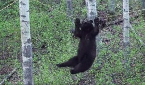 Cet ours se suspend à une corde pour récupérer sa nourriture !