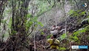 Incendies en Australie : les "arbres dinosaures" sauvés de justesse