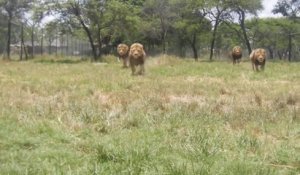 Ces lions arrivent toujours à l'heure pour le repas