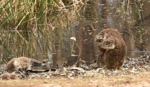 Incendies en Australie : l'image bouleversante d'un koala pleurant son compagnon mort a ému les Australiens