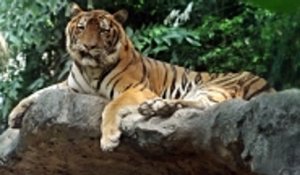 L'accroissement encourageant du nombre de tigres au Népal