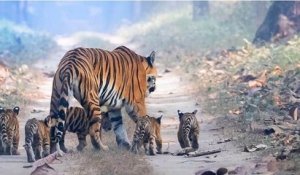 Inde : la photo d'une tigresse avec ses cinq petits suscite un élan d'espoir pour la conservation de l'espèce