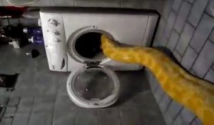 Cet énorme python fait la sieste dans le lave-linge