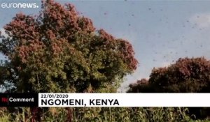 Les criquets pèlerins menacent l’agriculture kényane