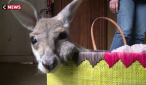 Un bébé kangourou australien recueilli par une famille française