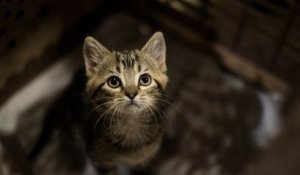 Le gouvernement veut sanctionner les propriétaires de chats non-identifiés afin de lutter contre l'abandon