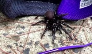 Des araignées dangereuses prolifèrent en Australie, après les incendies