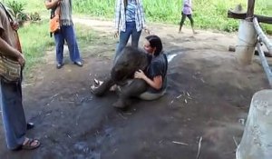 Ce bébé éléphant très joueur ne se rend pas compte de son poids