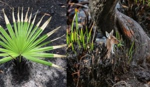 Australie : après les feux de forêts, la régénération des plantes et des fleurs suscitent de l'espoir