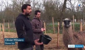 Élevage : un lama pour faire fuir les prédateurs