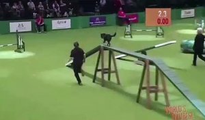 Ce chien fait caca en pleine compétition de jumping et d’agility.