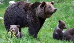 Dans les Pyrénées, l'ourse Sorita a été filmée en compagnie de trois oursons, les premières naissances de l'année !
