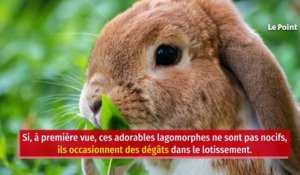 Des habitants de Cannes font face à une invasion… de lapins