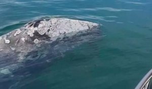 Épuisé et affamé, « Wally », le baleineau égaré en Méditerranée, est à l'agonie au large des Baléares