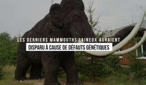 Les derniers mammouths laineux auraient disparu à cause de défauts génétiques