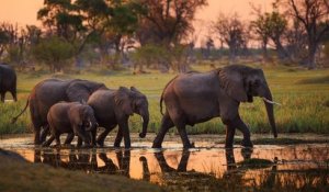 Le Botswana vend des permis de chasse à l'éléphant aux enchères