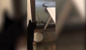Face-à-face incroyable entre un chat et un python