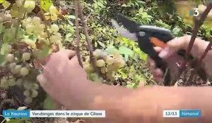 La Réunion : les vendanges ont débuté dans le cirque de Cilaos