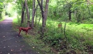 Face à face interminable entre un chien et une biche