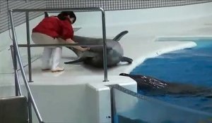 Ce dauphin a tellement envie de jouer qu'il sort du bassin