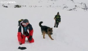 A Tignes, les entraînements sont intensifs pour les chiens d'avalanche