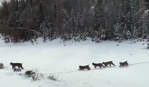 Une famille de lynx traverse l’autoroute sous leurs yeux