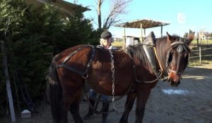 Reportage - Le cheval du Vercors de Barraquand sera représenté au salon de l'agriculture 2020