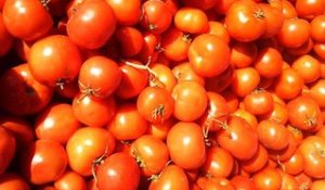 Virus de la tomate : une serre confinée dans le Finistère
