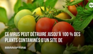 La découverte d'un virus destructeur de tomates vient d’être confirmée en Bretagne