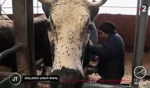 Salon de l'agriculture : une vache vosgienne en route pour le concours