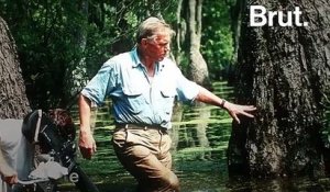 "La nature est pleine, pleine de merveilles" : Sir David Attenborough, une vie
