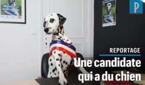 Municipales : la SPA présente Bella, une candidate qui a du chien