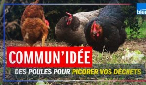 "Commun'idée" : en Sarthe, ce village a été le premier à offrir des poules pour réduire les déchets