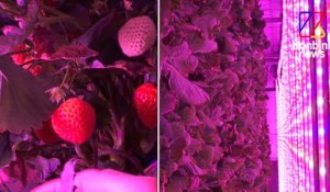 Ferme urbaine, ferme du futur ? Agricool et les fraises produites en containers