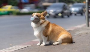 Un chien, testé positif au coronavirus, placé en quarantaine à Hong Kong