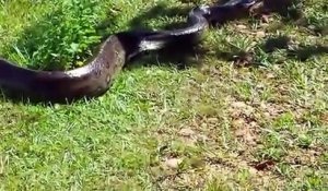 Ils croisent la route d'un énorme anaconda qui sort de l'eau