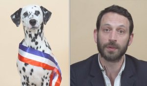 Municipales : une dalmatienne candidate pour défendre la cause animale
