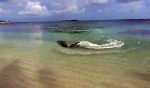 Il filme un requin en chasse en bord de plage. Impressionnant