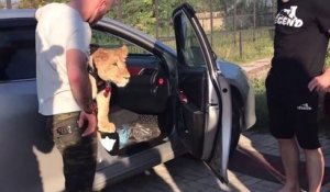 Ce russe se balade avec un lion dans la voiture