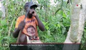 Vanille : les plantations précieuses de Madagascar et de la Réunion