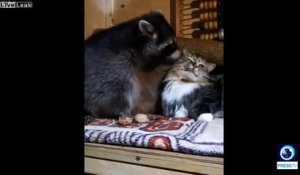 3 animaux improbables deviennent meilleurs amis : chien, chat et raton laveur !