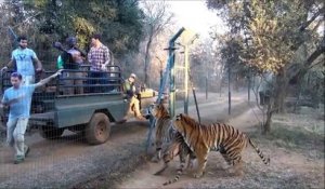 Ces tigres affamés sont là pour le repas
