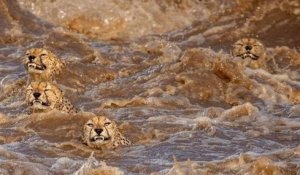 À leurs risques et périls, ces guépards traversent une rivière en crue fréquentée par des crocodiles